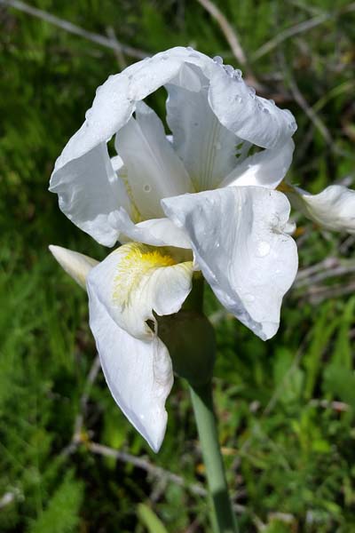 Iris blanc